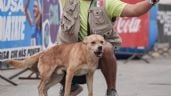 Foto ilustrativa de la nota titulada: Muere envenenado “Chicles”, el perrito ganador de maratones en Tijuana