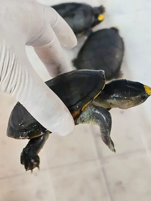 nimales-marinos-rescatados-en-un-domicilio-de-jalisco