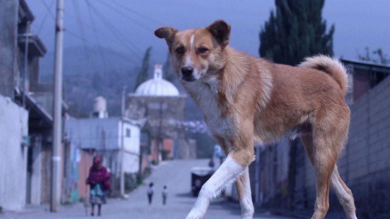 f1280x720-183368_315043_5438