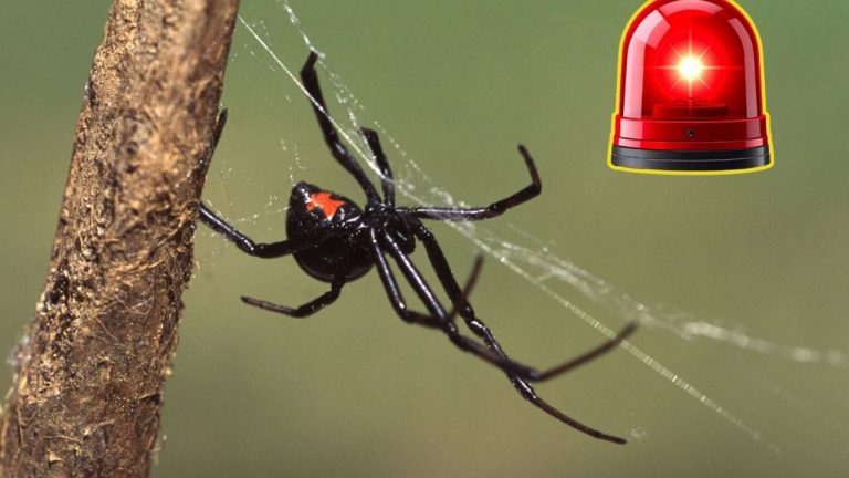 f1280x720-235916_367591_5050