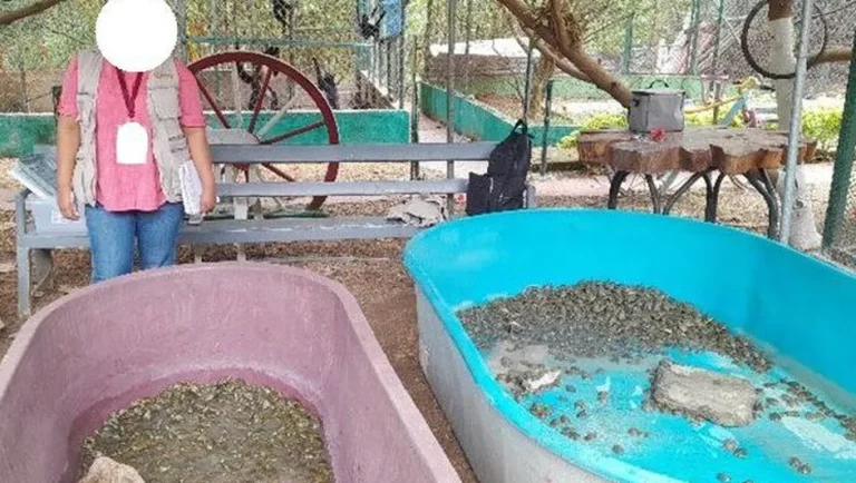 tortugas-marinas-especial_68_0_643_406