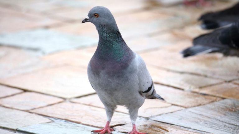 f1280x720-138273_269948_5050