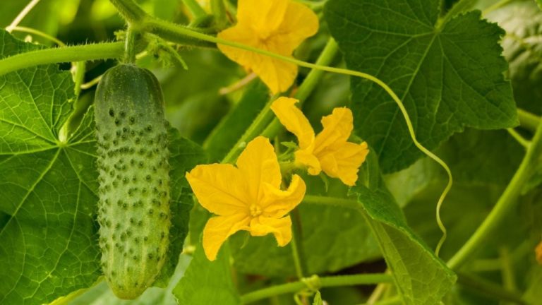 f1280x720-139453_271128_5050