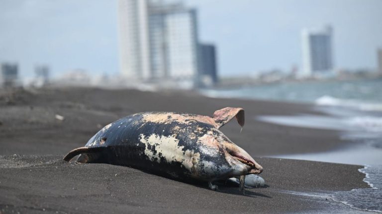 f1280x720-244834_376509_5050