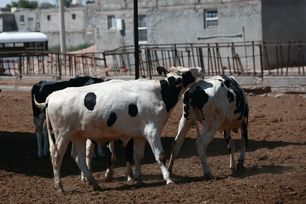 Ganaderos Chihuahua refuerzan medidas sanitarias por plaga de gusano barrenador - 0510c53f6f3243ac668c7d5a8771d54f45be9d51w-1024x683
