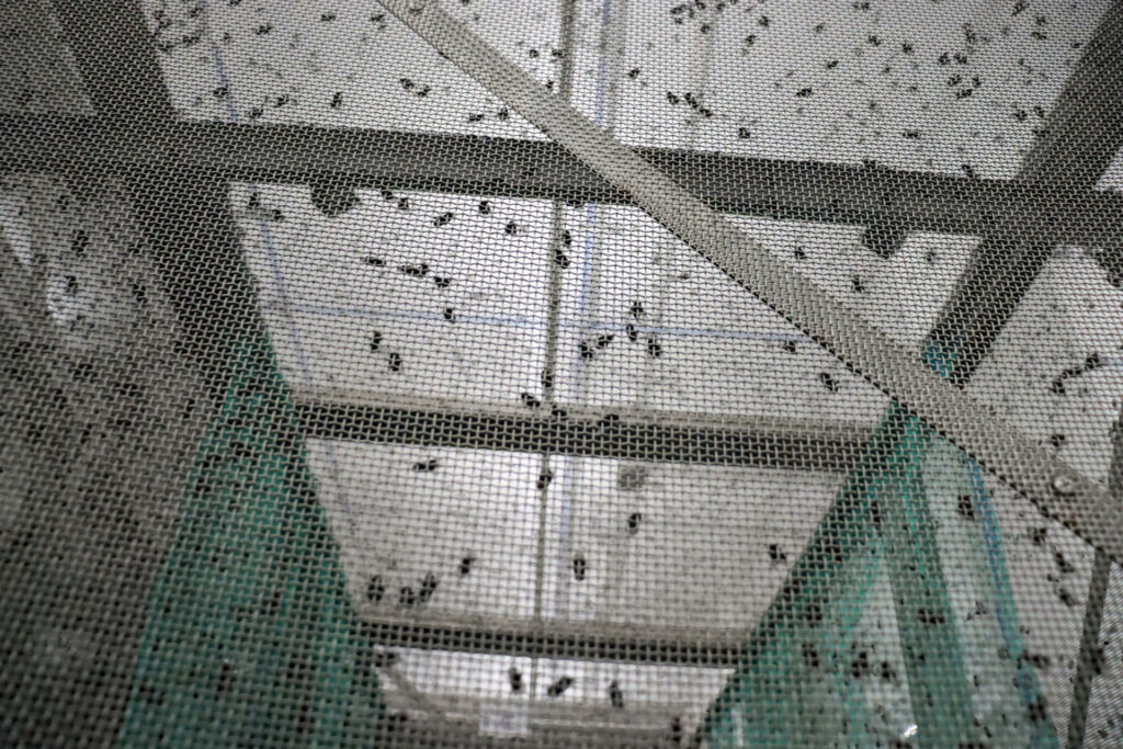 Planta de moscas estériles en Chiapas facilitará la reapertura de la frontera con EE.UU. - 0c26744cfe495582f86e6f1c029a6bff2afc9bd9w-1024x683