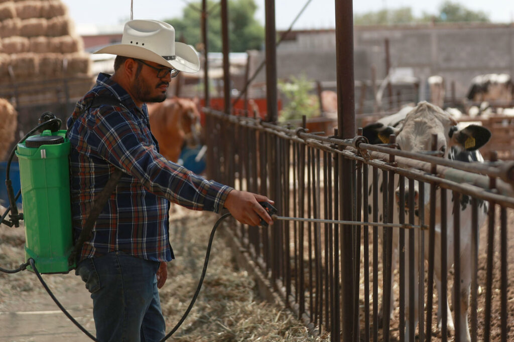 Ganaderos Chihuahua refuerzan medidas sanitarias por plaga de gusano barrenador - 1e496cadd3feedd1a842a74391d5db619dd43eedw-1024x682