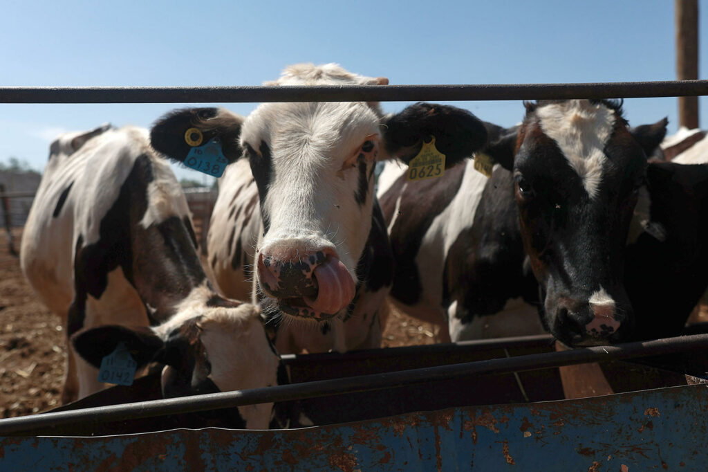 Librean primer lote de moscas estériles contra gusano barrenador en Chihuahua - 35e862edf1c76c6ee0e37ee57e4959d7940ec329w-1024x682