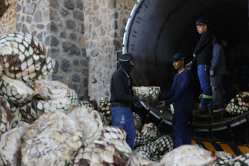 Caída de precios de agave deja campos abandonados y plagas, dicen tequileros - 368f9ec96ff7985eed870727ed43648ce61a6723w-1024x683