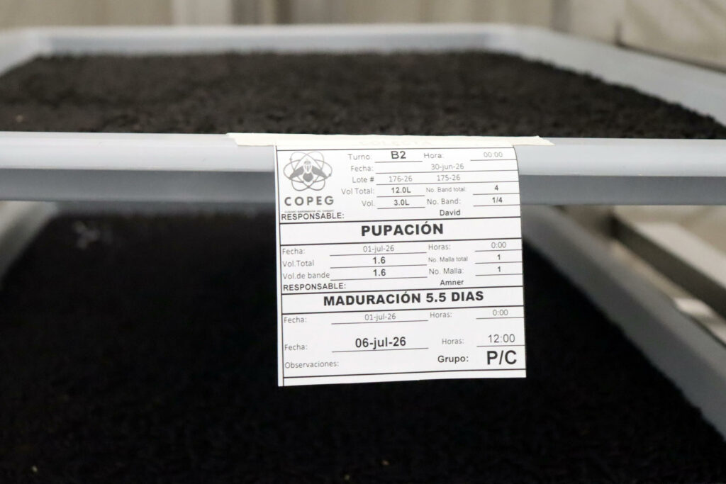 Planta de moscas estériles en Chiapas facilitará la reapertura de la frontera con EE.UU. - 45f4925007f8655c4bb59827765bfe6a4811e797w-1024x683