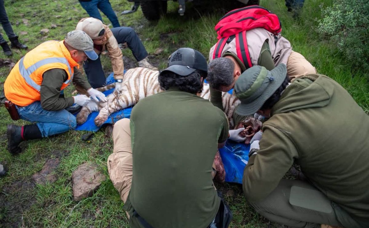 Capturan a tigre de bengala que escapó en Tepetlaoxtoc; está herido - captura-de-tigre-de-bengala-en-tepetlaoxtoc