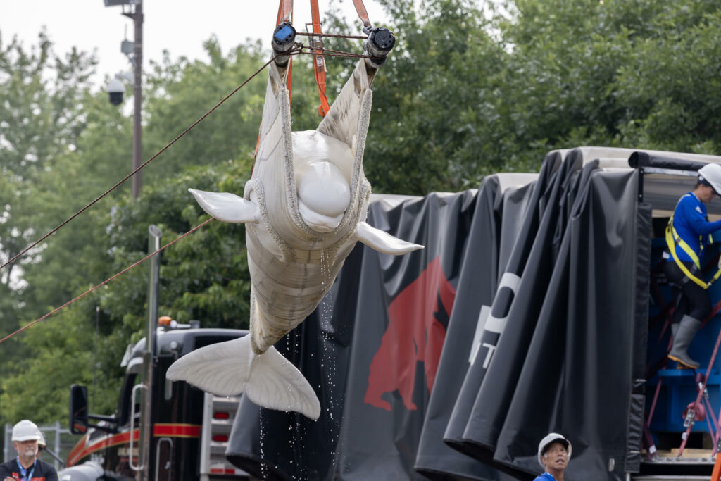 EE.UU. recibe las primeras seis ballenas belugas del clausurado parque canadiense Marineland - cd1468932ea18d040871b6de2ee360ed7ef7d9ccw-1024x683