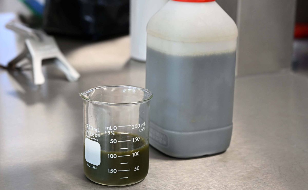 Expertos de la UNAM crean fertilizante orgánico a base de nopal - fertilizante-organico-a-base-de-nopal