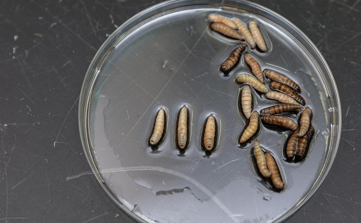 América demanda seis veces más moscas estériles para frenar al gusano barrenador de ganado - larva-de-mosca-esteril-contra-el-gusano-barrenador-del-ganado