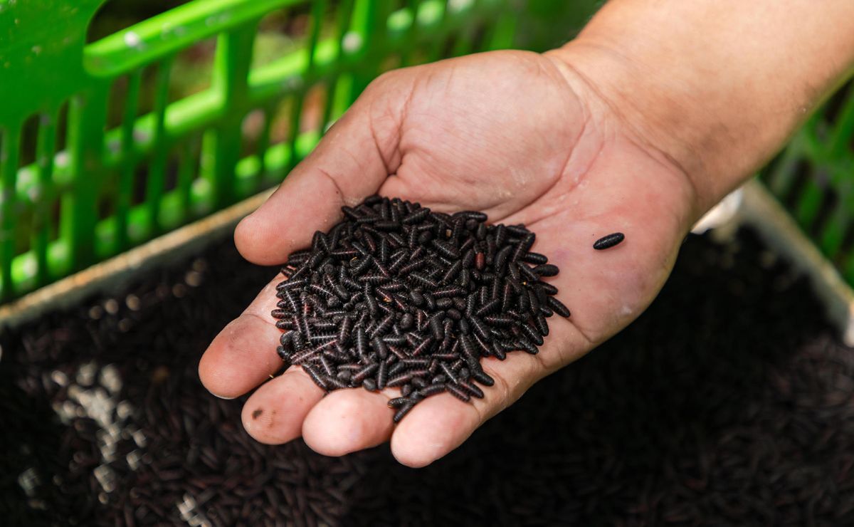 América demanda seis veces más moscas estériles para frenar al gusano barrenador de ganado - larva-de-moscas-esteriles-contra-el-gusano-barrenador-del-ganado