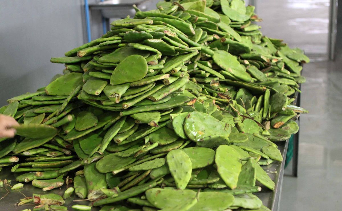 Expertos de la UNAM crean fertilizante orgánico a base de nopal - nopales