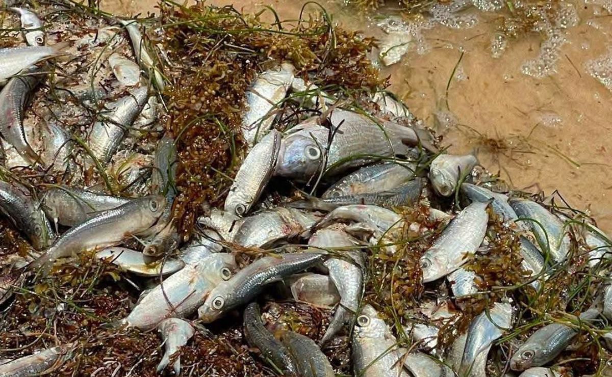 Miles de peces llegan muertos a la Bahía de Petempich en Quintana Roo - peces-muertos-en-quintana-roo