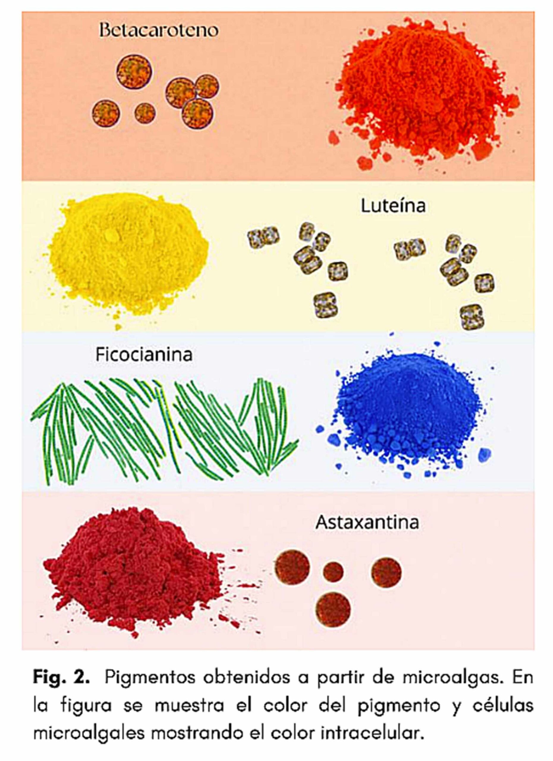 Investigadoras estudian microalgas para elaborar colorantes sostenibles - pigmentos-obtenidos-a-partir-de-microalgas-scaled