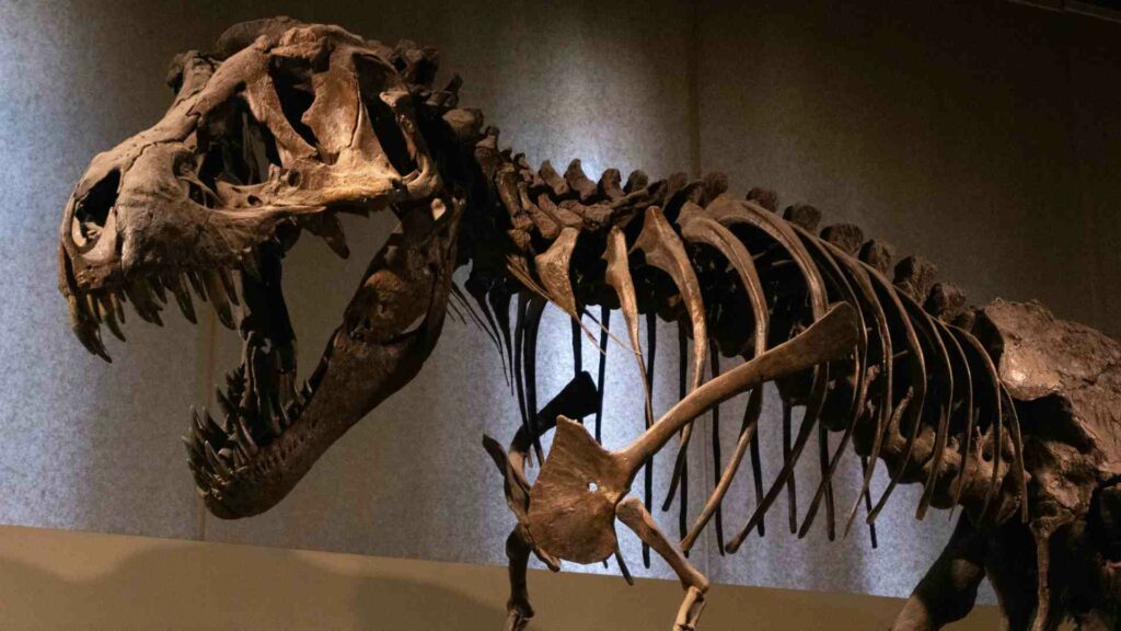 un-esqueleto-de-t-rex-se-vende-por-un-record-de-501-millones-en-subasta-en-nueva-york-1-1024x576-1 Un esqueleto de T. Rex se vende por un récord de 50.1 millones en subasta en Nueva York - un-esqueleto-de-t-rex-se-vende-por-un-record-de-501-millones-en-subasta-en-nueva-york-1-1024x576