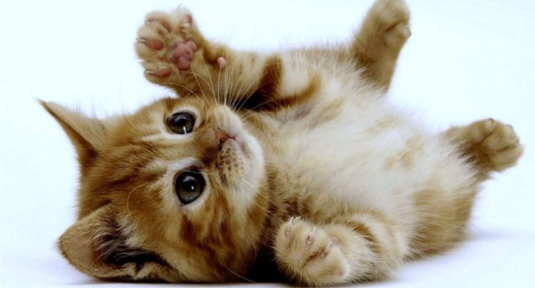 gato_27f298eb4f
