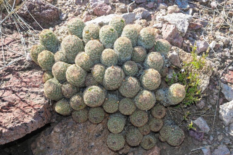 Llama Municipio a proteger plantas nativas