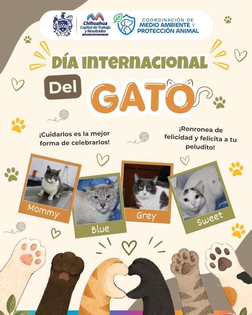 Invita Municipio a adoptar gatitos rescatados para conmemorar el Día Mundial del Gato