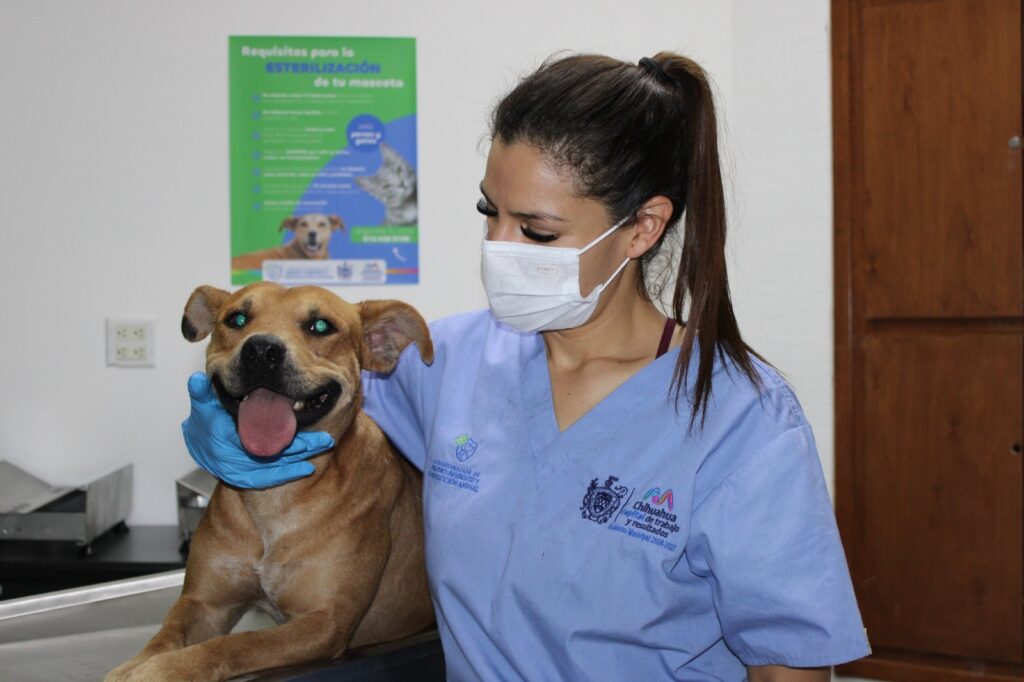 Promueve Municipio esterilización responsable de mascotas