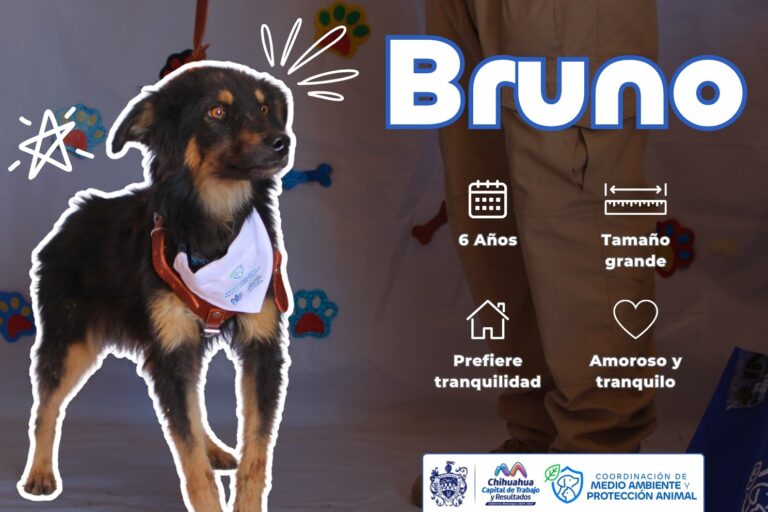 Invita Municipio a adoptar una mascota