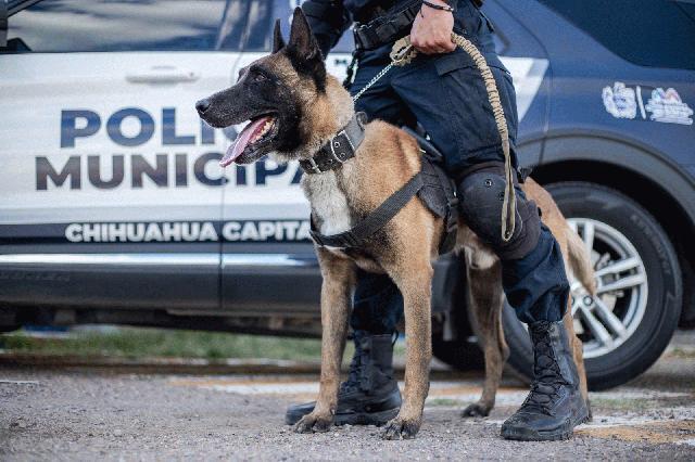 Exhibe DSPM habilidades de sus binomios K9 en Pueblo Táctico