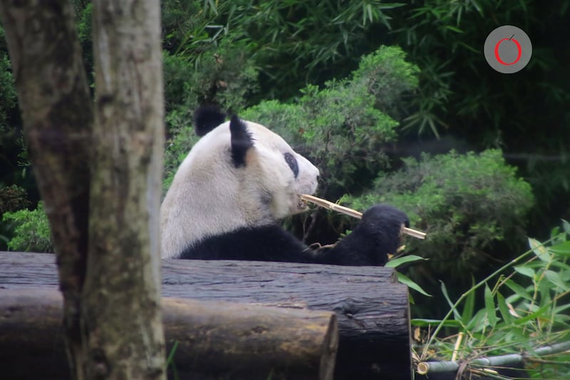 El gigante asiático cambió su antigua política y comenzó a alquilar o prestar a sus ejemplares de pandas gigantes a partir de 1984.