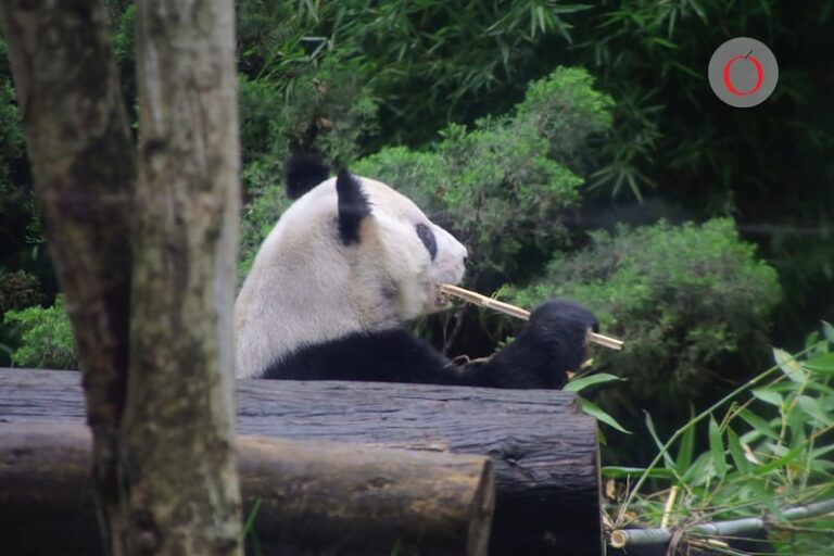 El gigante asiático cambió su antigua política y comenzó a alquilar o prestar a sus ejemplares de pandas gigantes a partir de 1984.