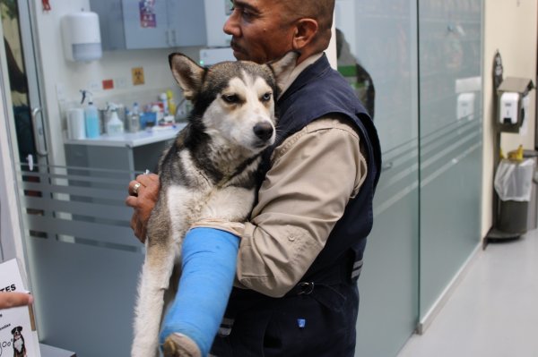 En resguardo del Ayuntamiento 111 perros y gatos 