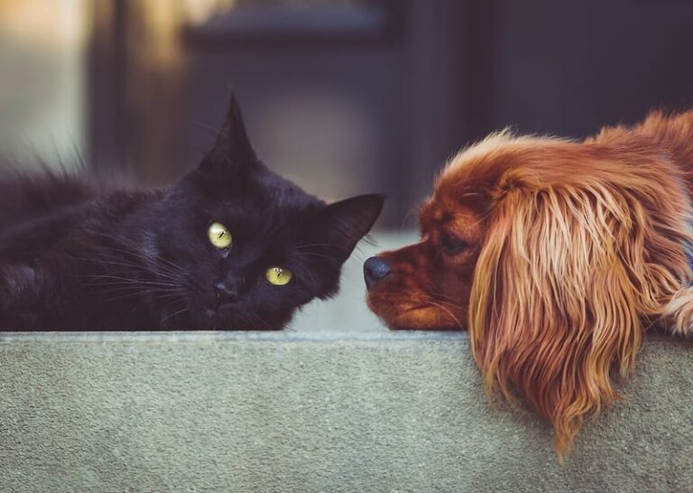 Perro y gato, mejores amigos