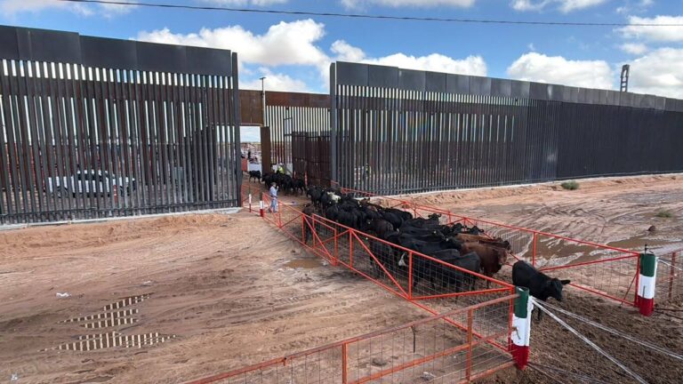 Bonilla celebra reapertura de frontera al ganado