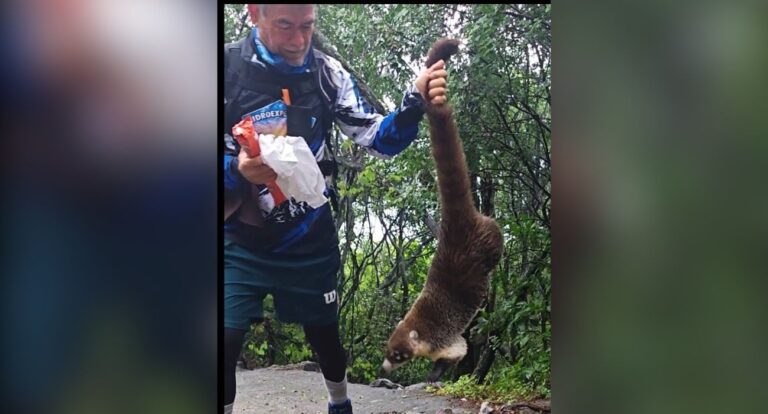 nl_senderista_coatis_2a547a003c