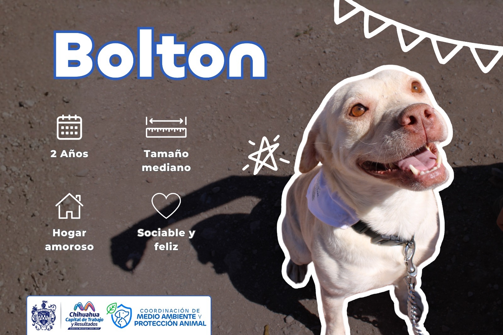 Perritos podrán elegir a su cuidador 
